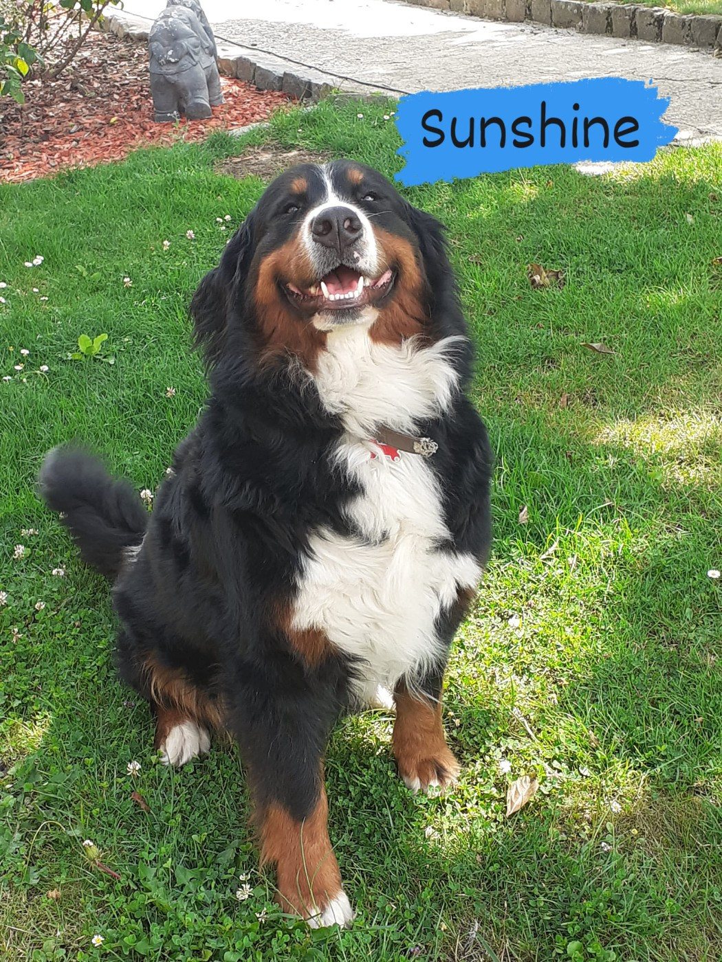 Sunshine De La Patte De L'émeraude