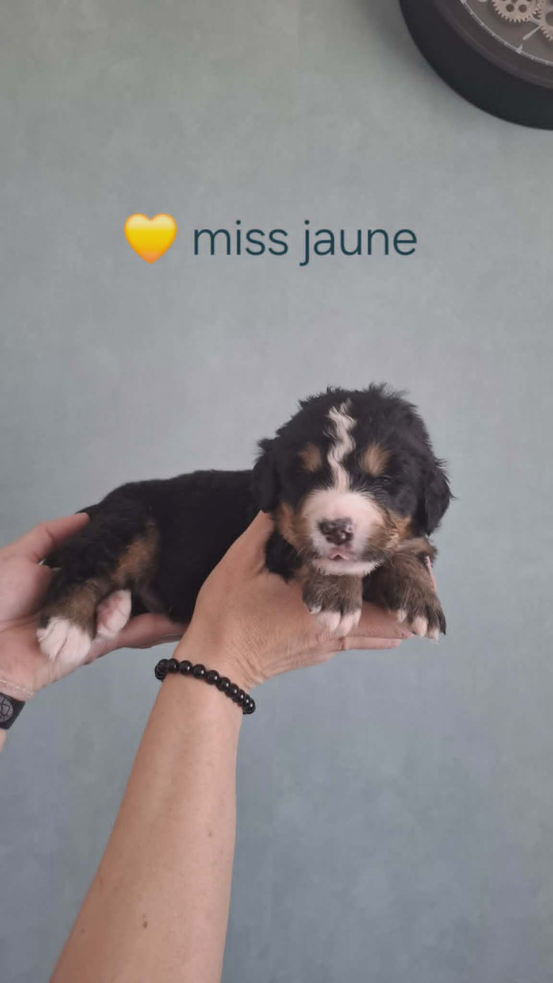 du Domaine Dolysnow - Chiots disponibles - Bouvier Bernois