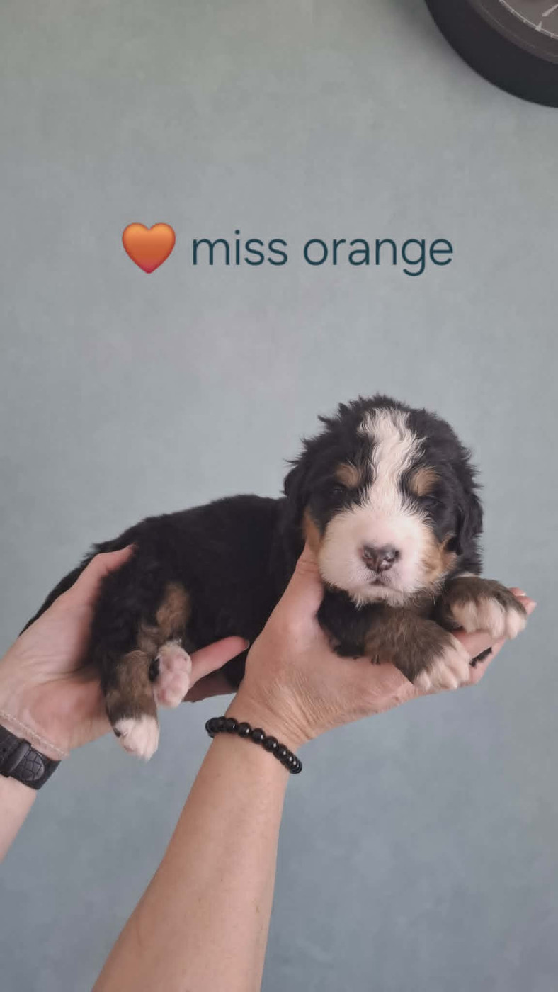 du Domaine Dolysnow - Chiots disponibles - Bouvier Bernois