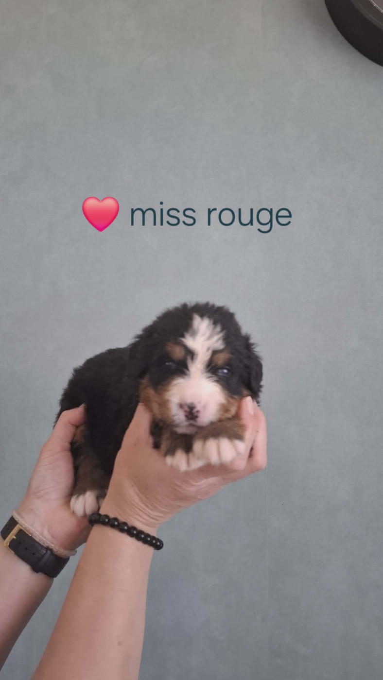 du Domaine Dolysnow - Chiots disponibles - Bouvier Bernois