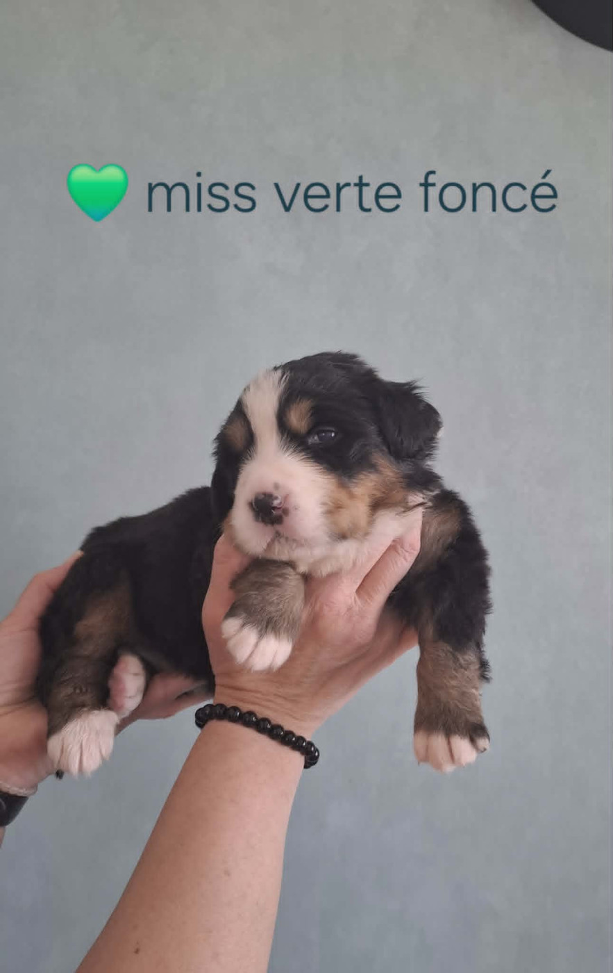 du Domaine Dolysnow - Chiots disponibles - Bouvier Bernois