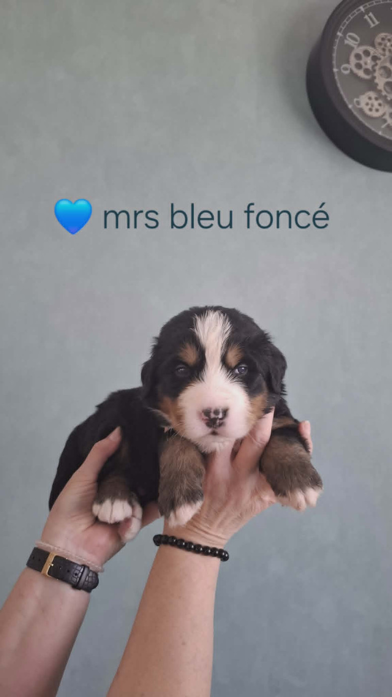 du Domaine Dolysnow - Chiots disponibles - Bouvier Bernois