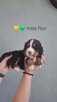 Miss Fluo