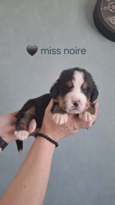 Miss noire