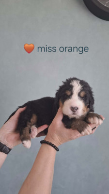 Miss orange