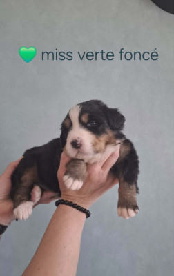 Miss vert foncé