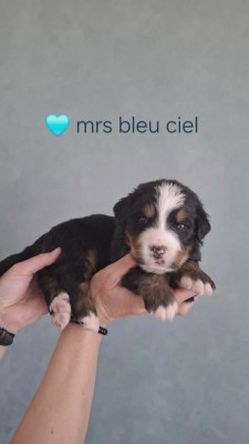 Mrs bleu ciel